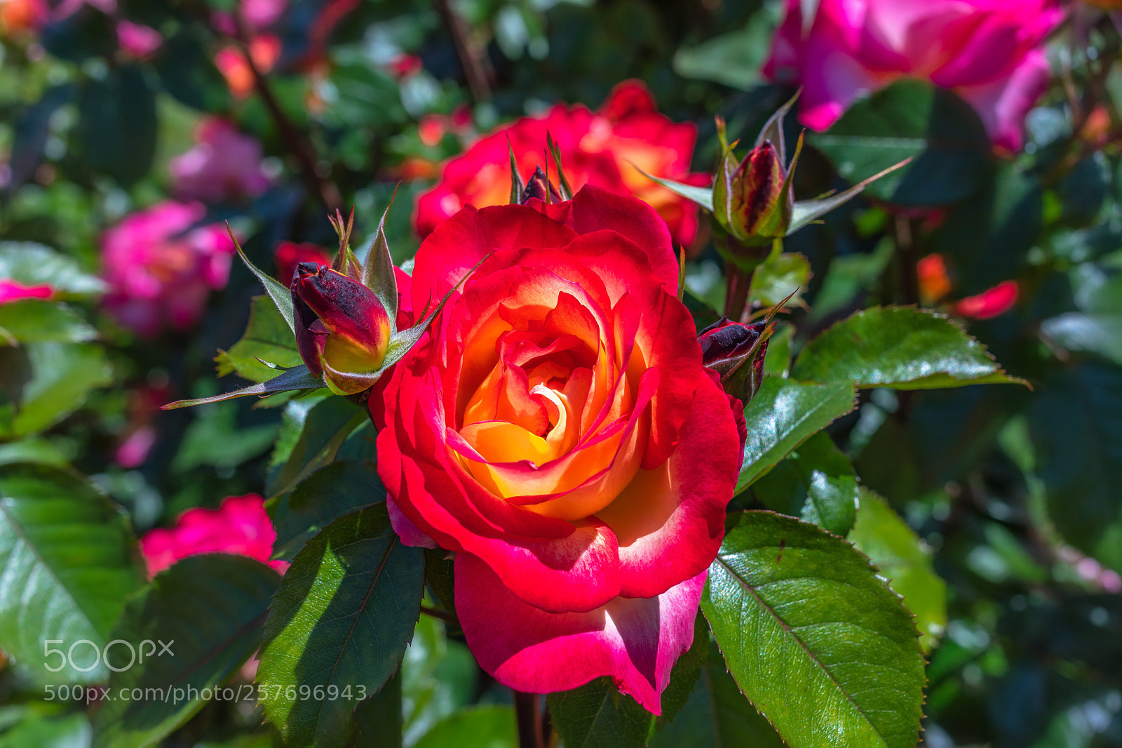 Canon EOS 5D Mark IV sample photo. Rose is a rose
 photography