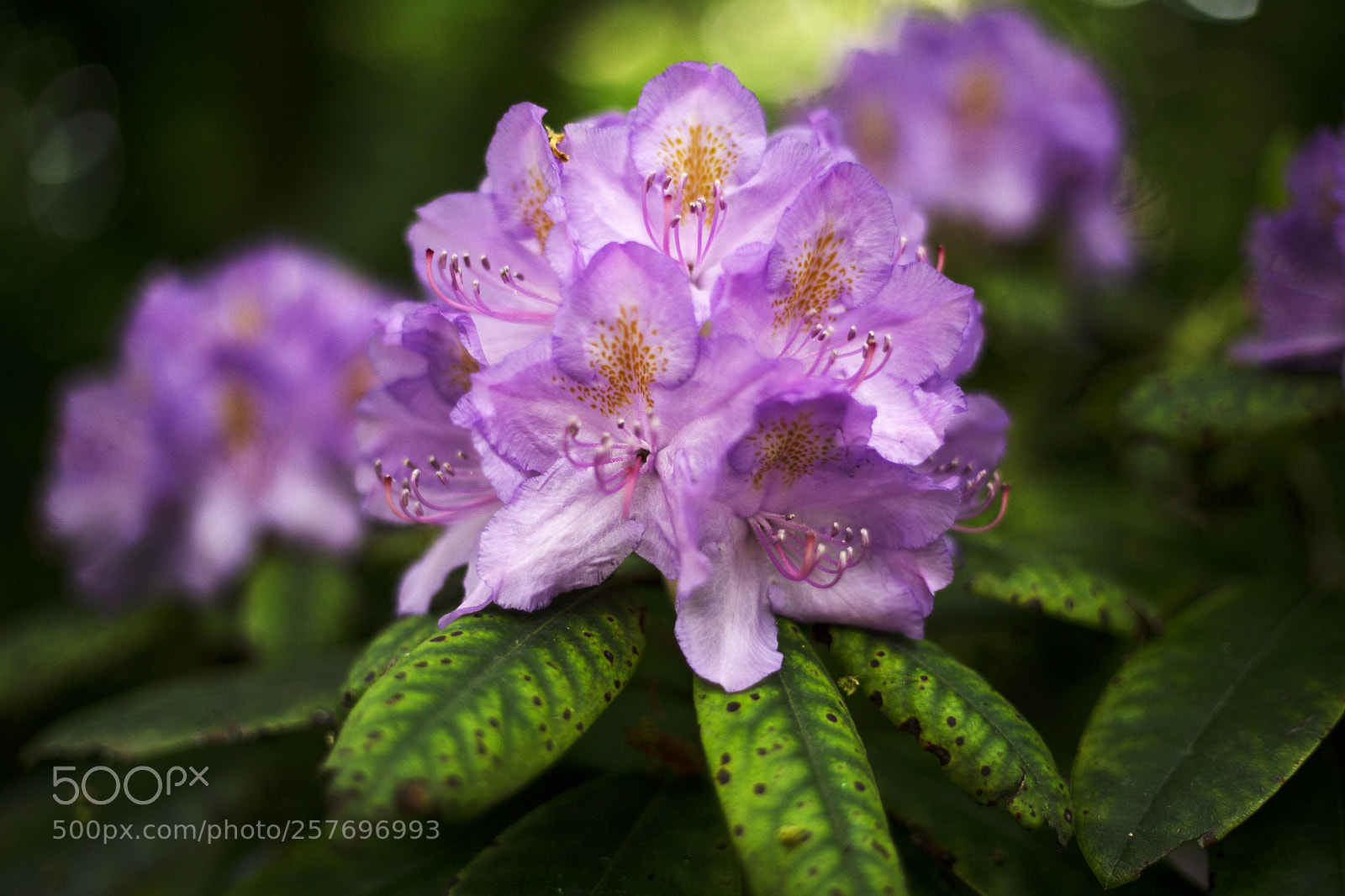Canon EOS 6D sample photo. Beautiful photography