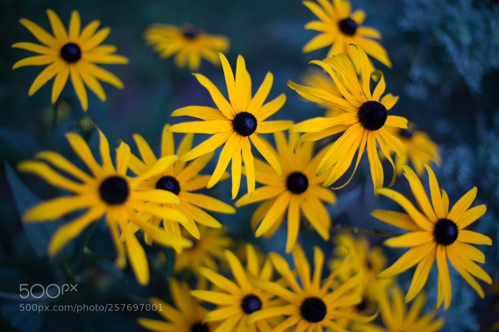 Canon EOS 6D sample photo. Daisy photography