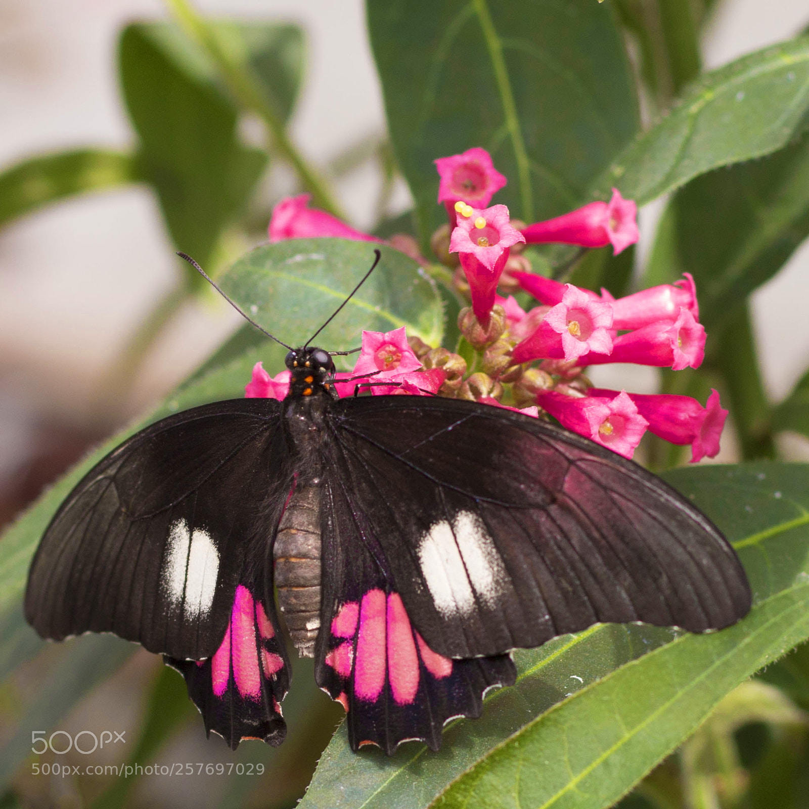 Canon EOS 70D sample photo. An amazon butterfly photography