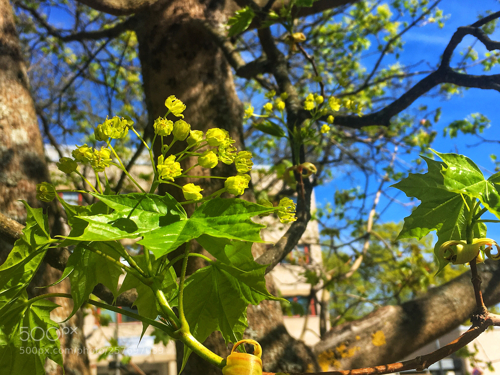 Apple iPhone 6s sample photo. Untitled photography