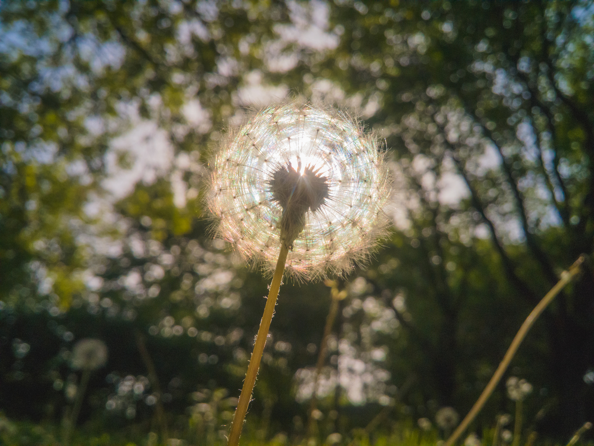 LG G3 sample photo. Dandelion photography