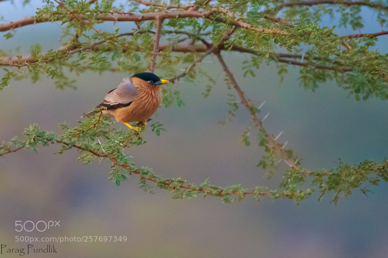 Canon EOS 6D sample photo. Brahminy starling photography