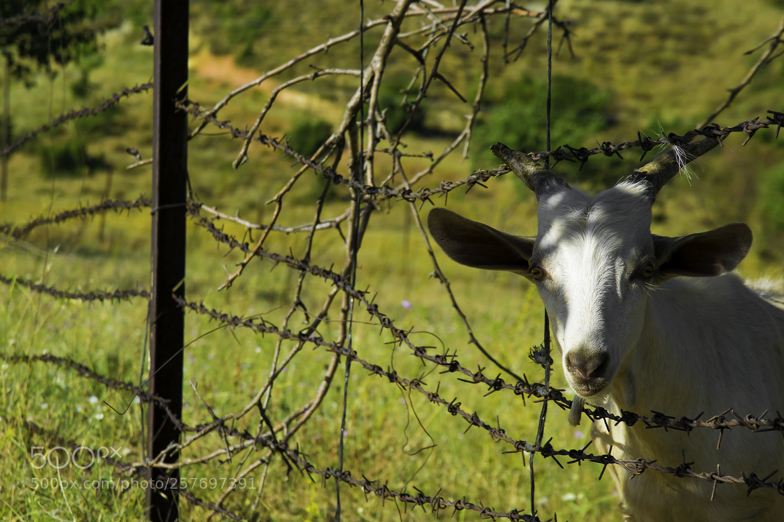 Nikon D5300 sample photo. Got eyes photography