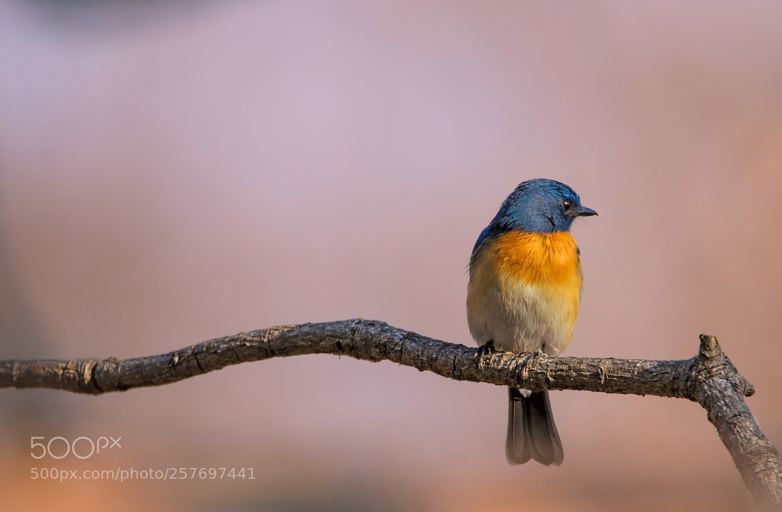 Canon EOS 6D sample photo. Tickell's blue flycatcher photography