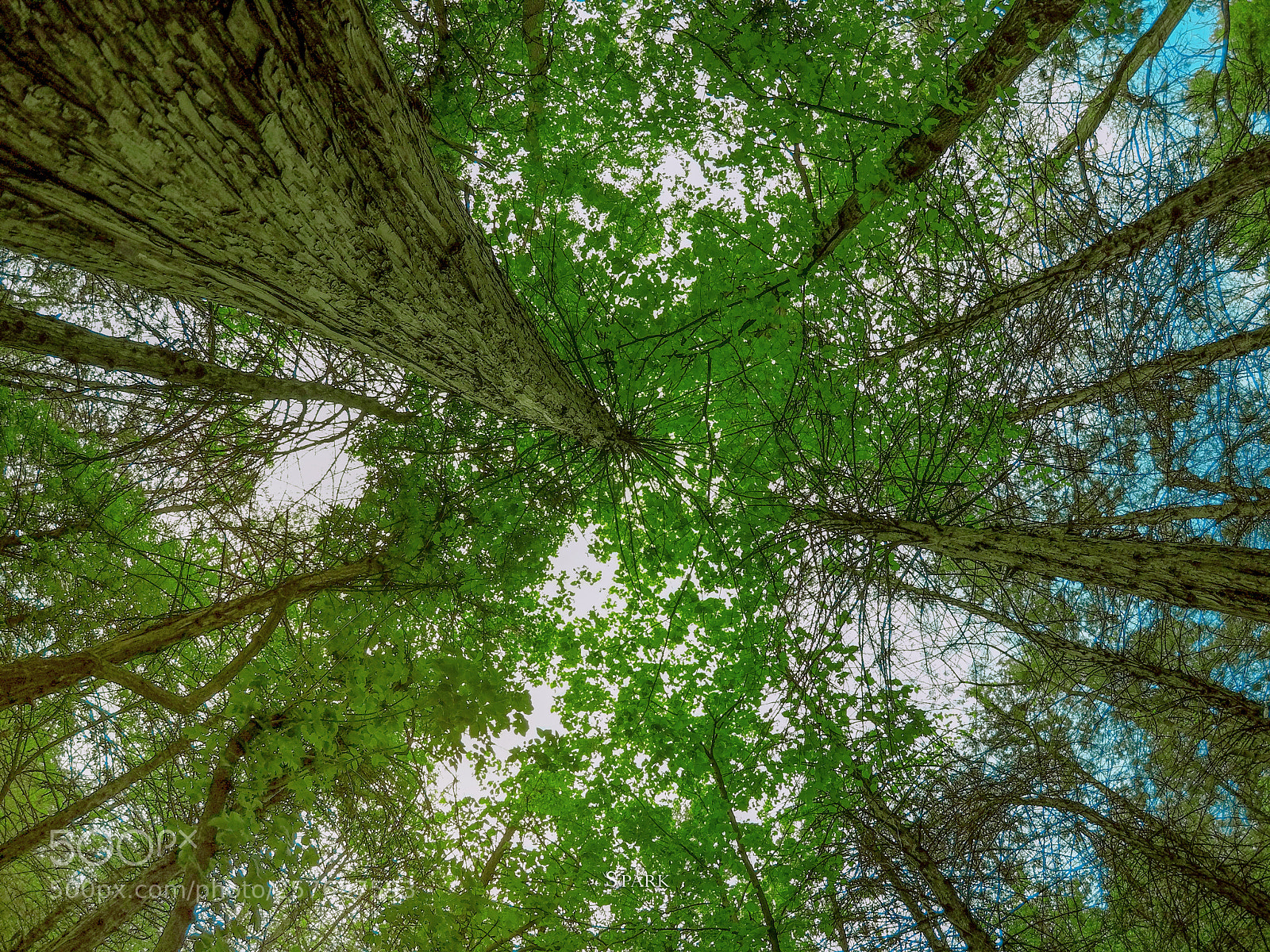 GoPro Hero5 Black sample photo. Green photography