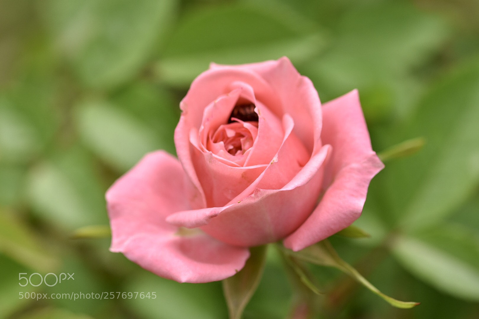 Nikon D3400 sample photo. Untitled photography