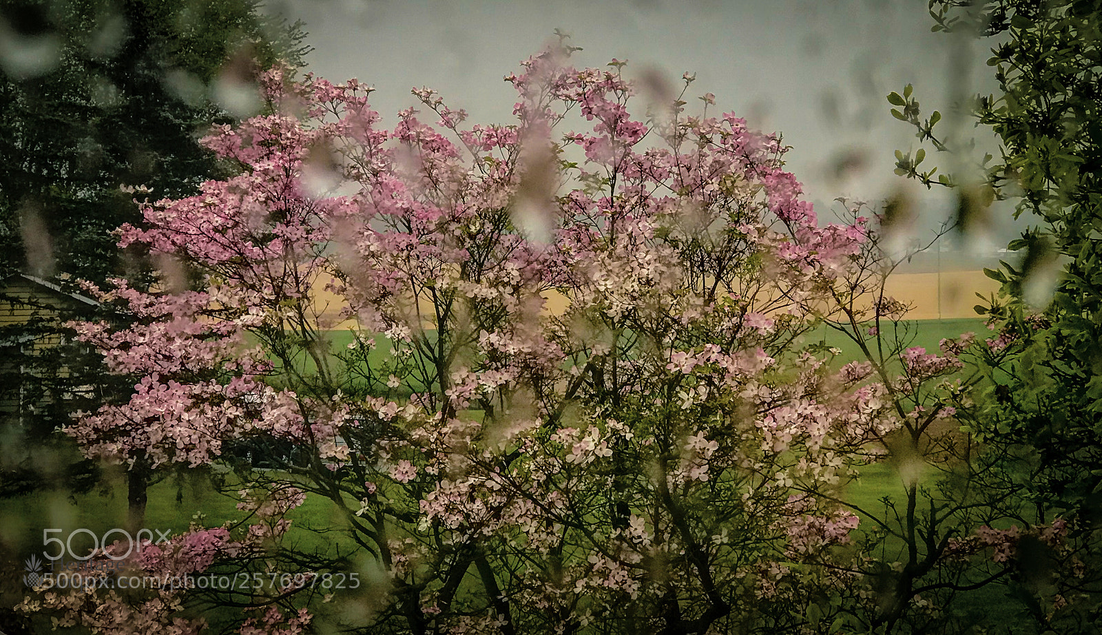 Apple iPhone 7 Plus sample photo. Dogwood through rain-splattered window photography