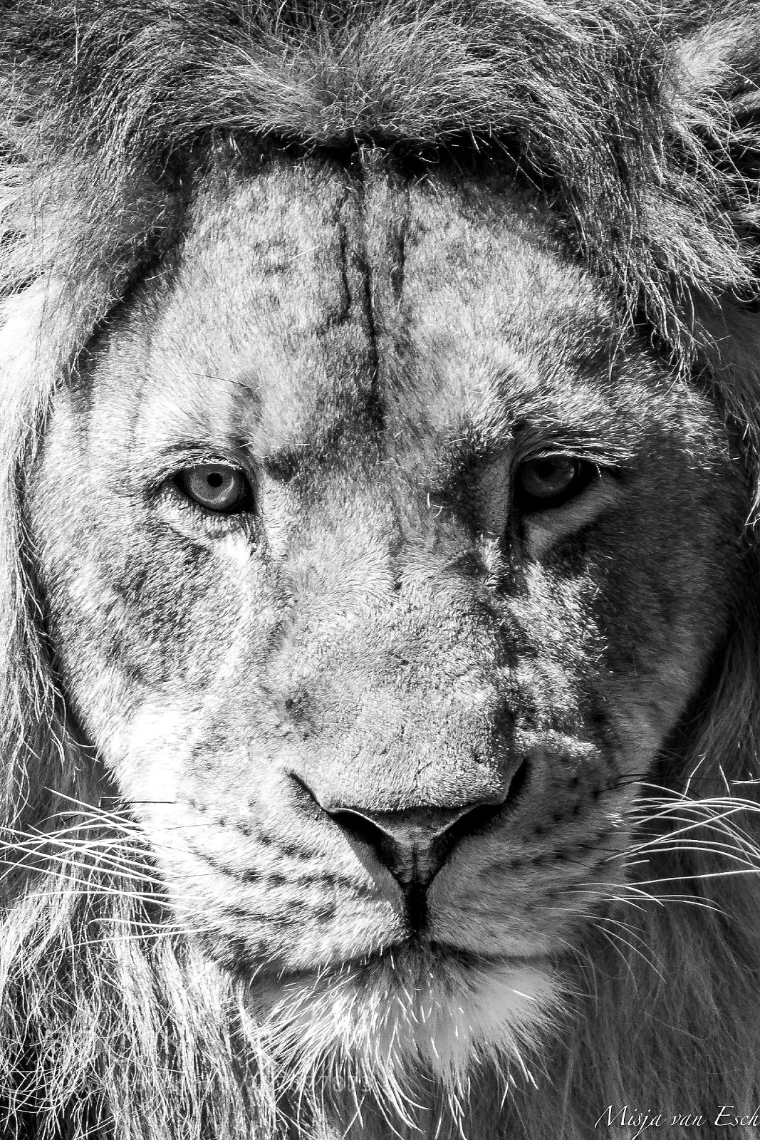 Nikon D5600 sample photo. Lion photography