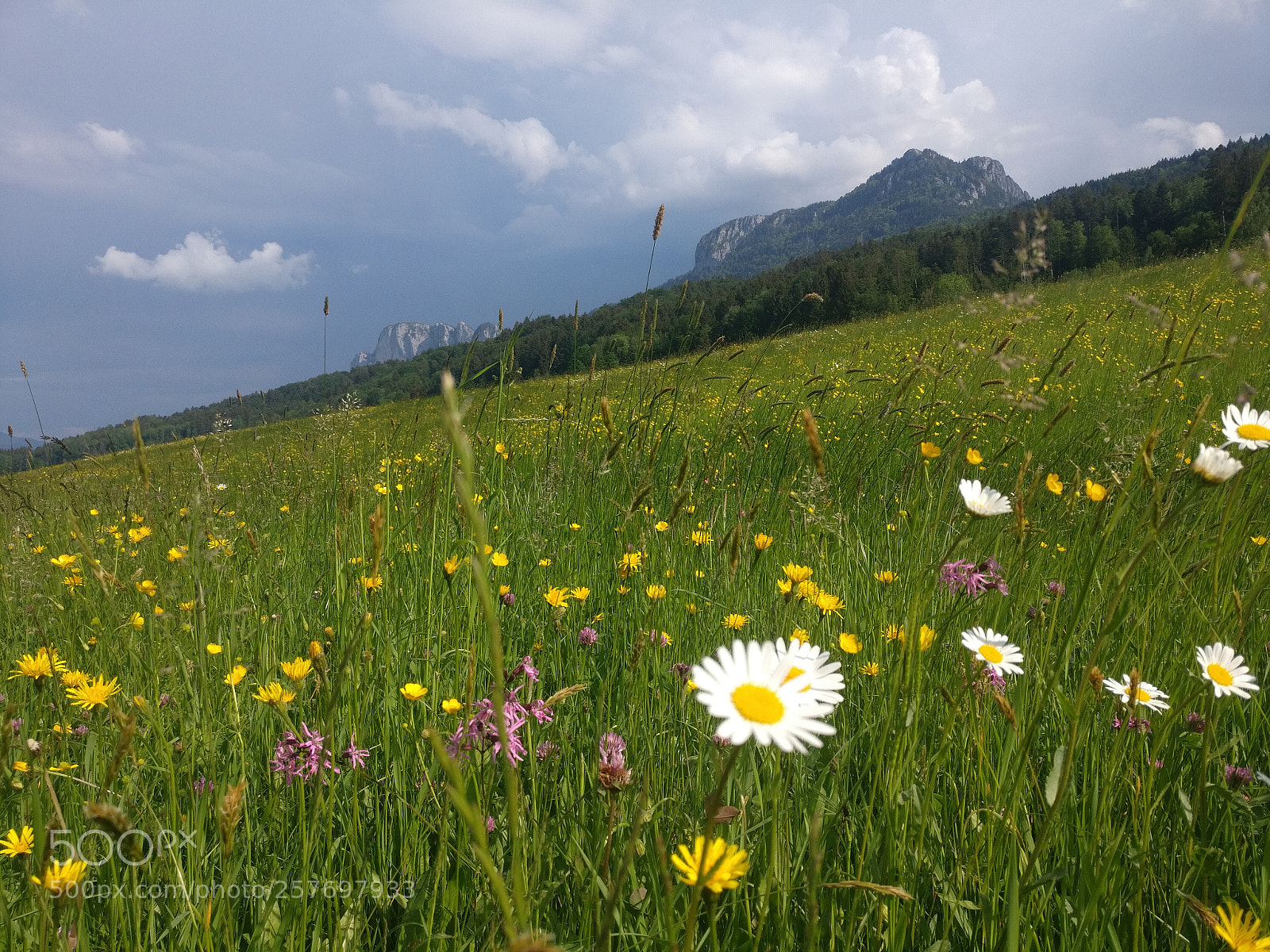 OnePlus A3003 sample photo. Keuschen at spring photography