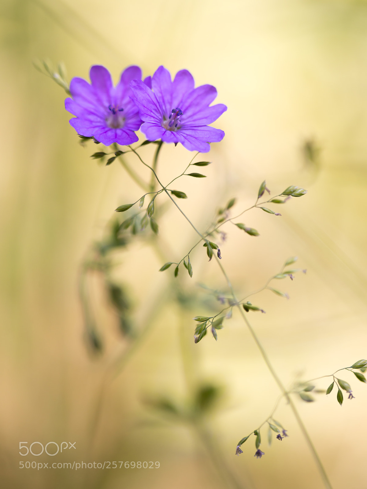 Canon EOS 6D sample photo. Two blossoms photography