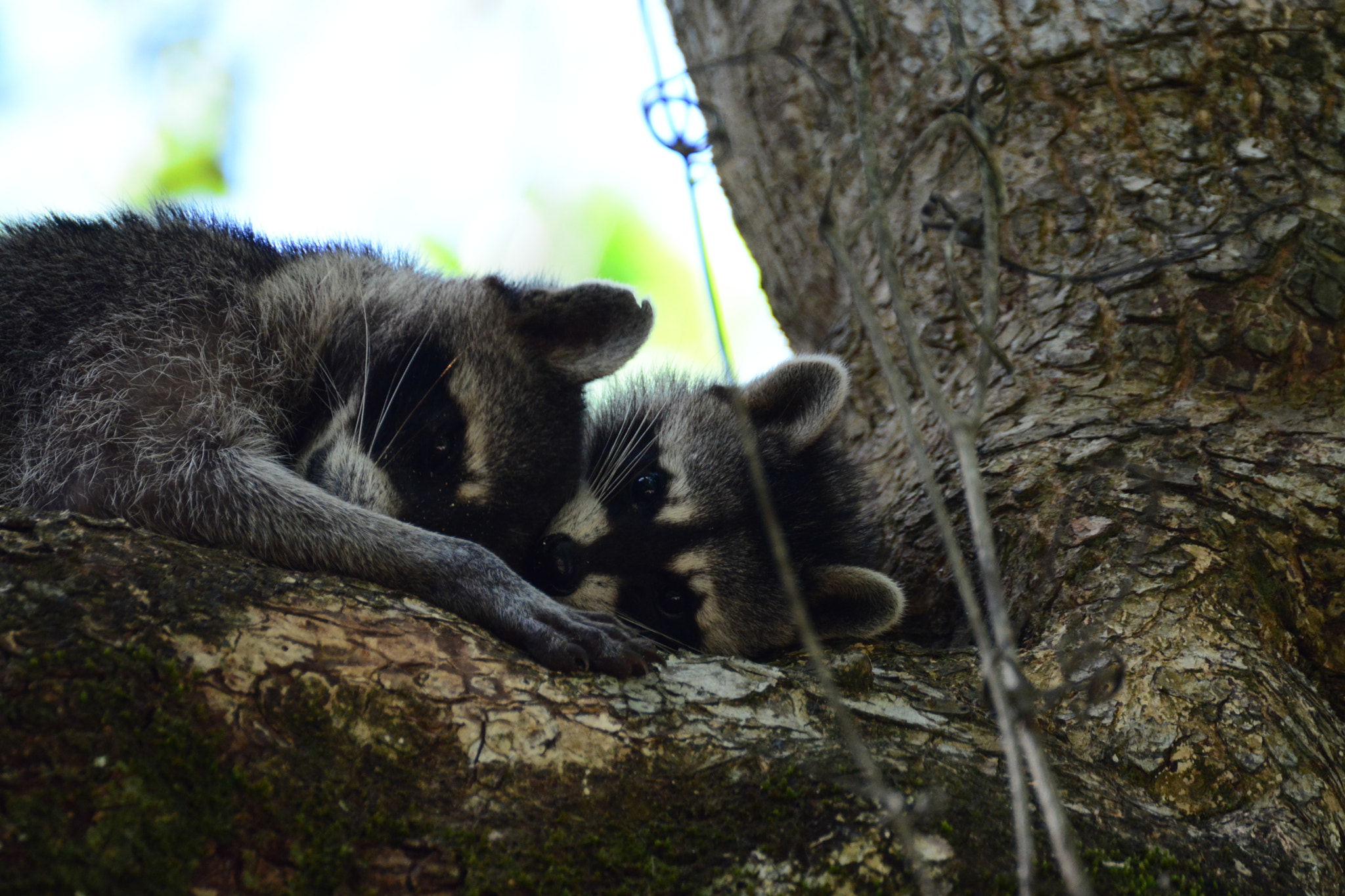 Nikon D5200 + Tamron SP 70-300mm F4-5.6 Di VC USD sample photo. Racoons mother and baby photography