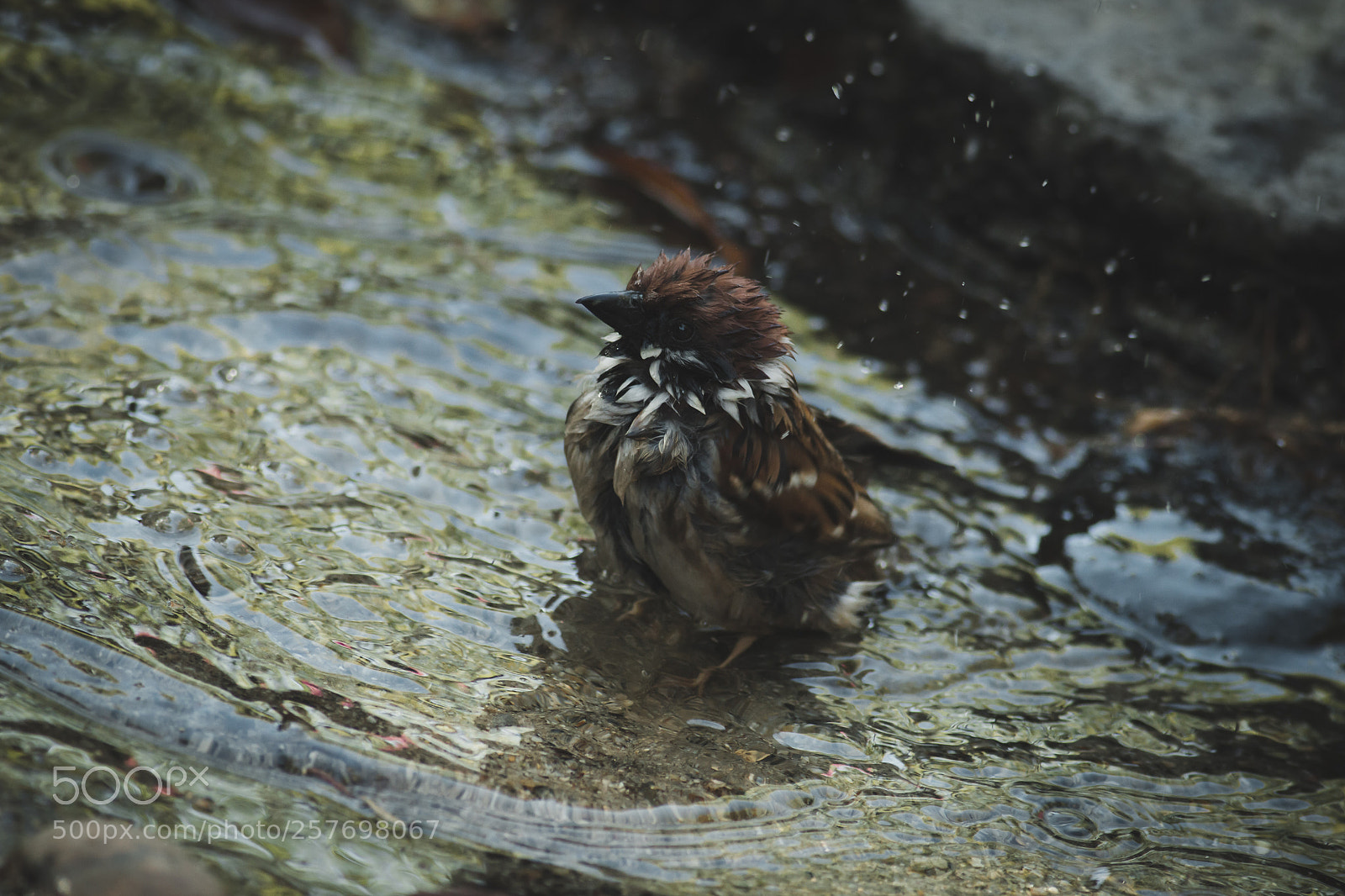 Canon EOS 70D sample photo. Img photography