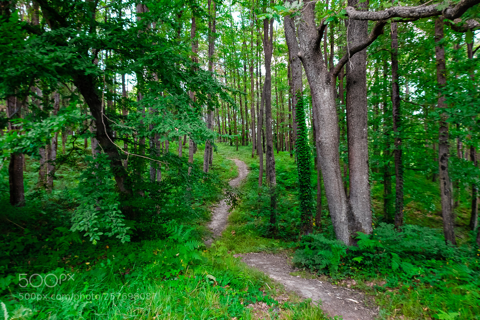 Nikon D5300 sample photo. Path way photography