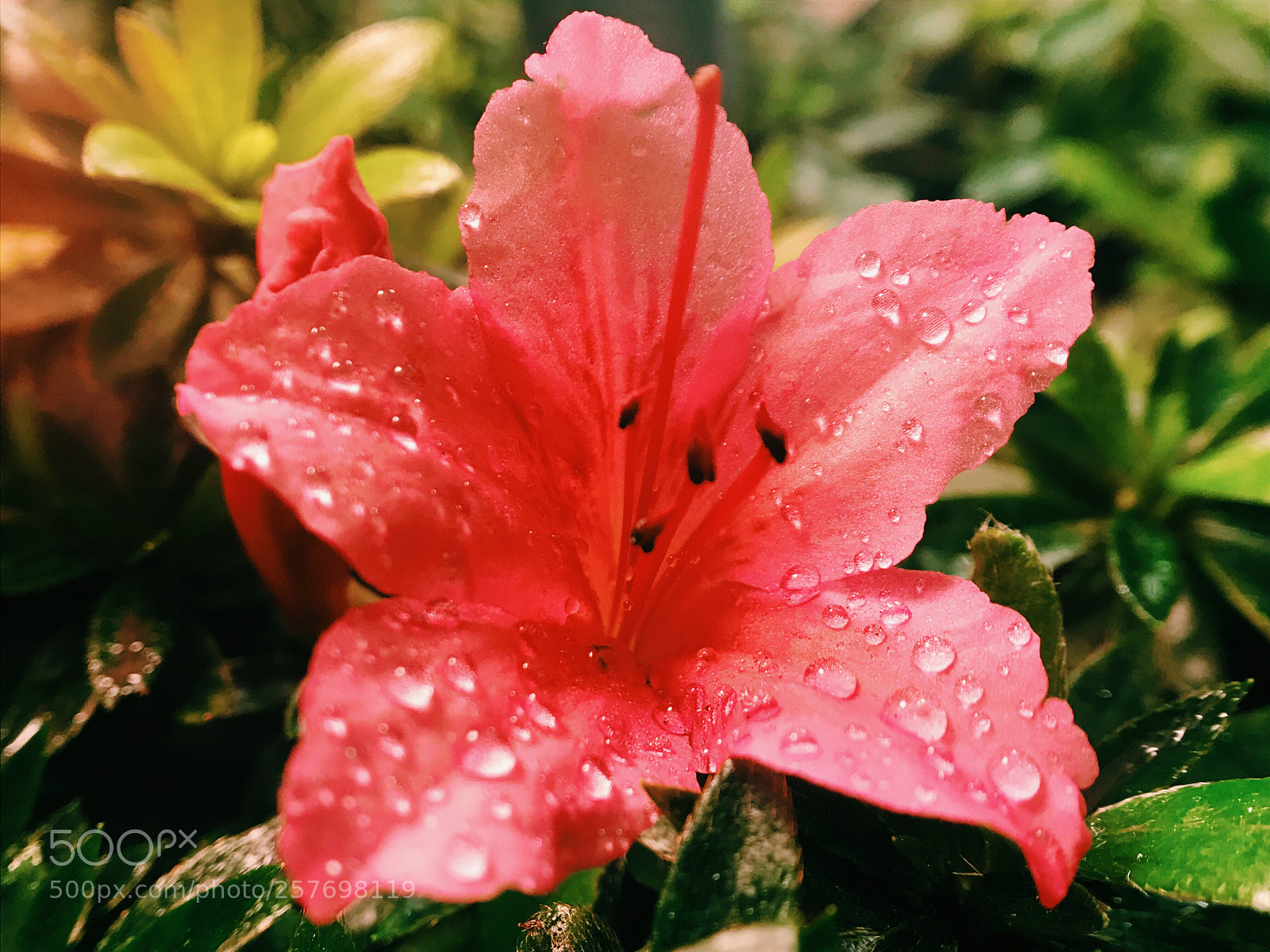 Apple iPhone 7 sample photo. Untitled photography