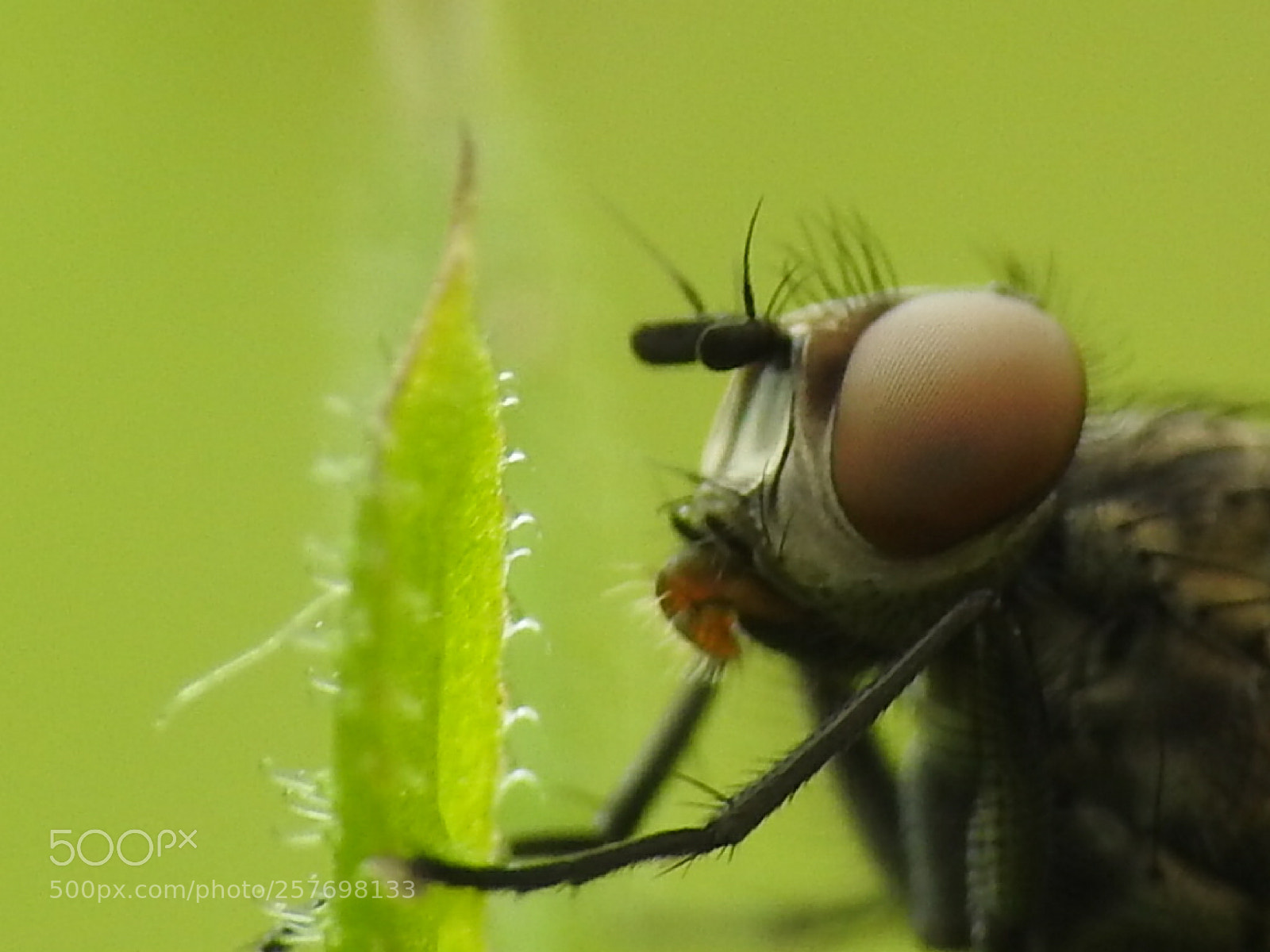 Nikon Coolpix P900 sample photo. Flyhouse photography
