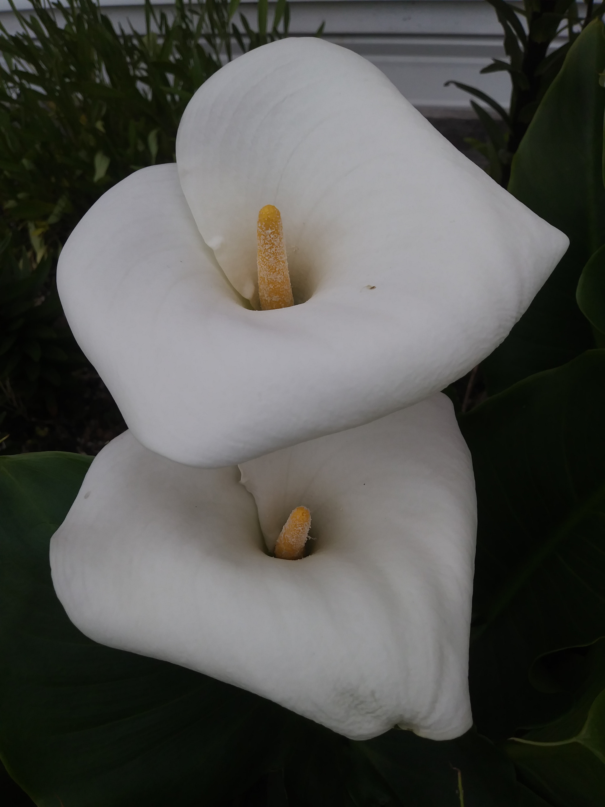 LG K20 PLUS sample photo. Alcatras photography