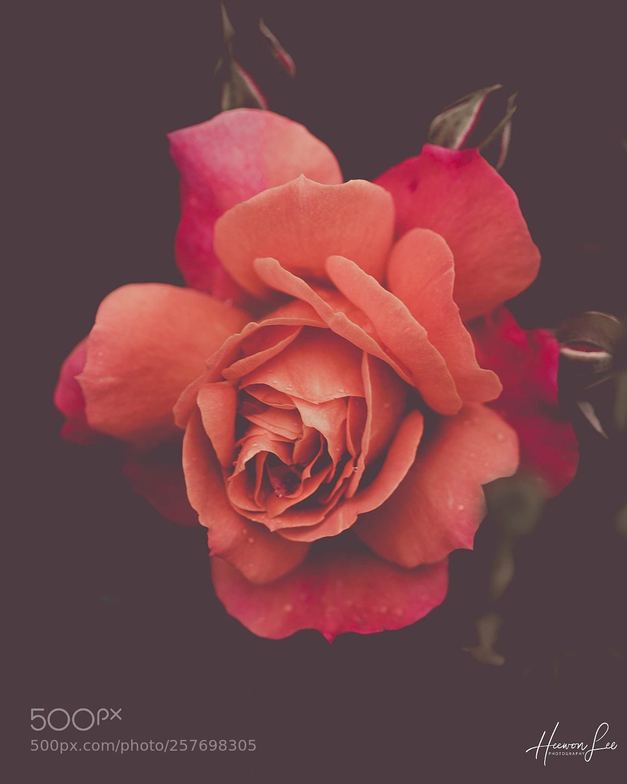 Canon EOS 6D sample photo. Untitled photography