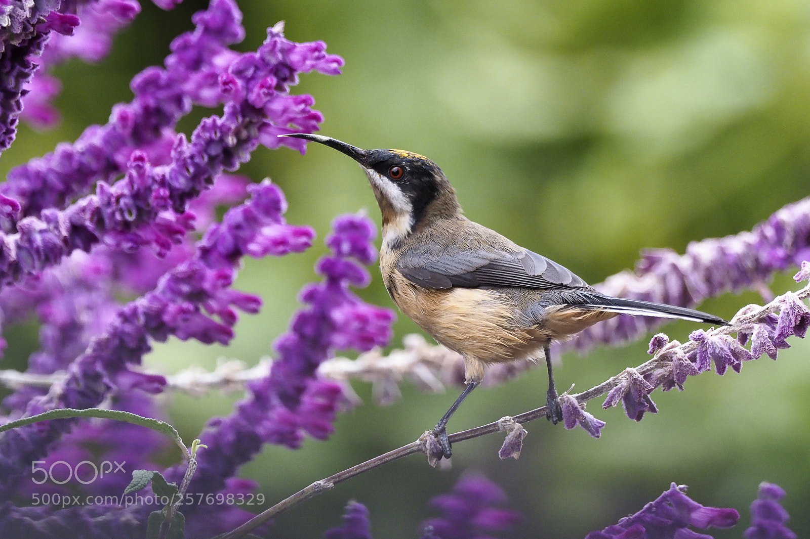 Olympus OM-D E-M1 Mark II sample photo. Loving the salvias photography