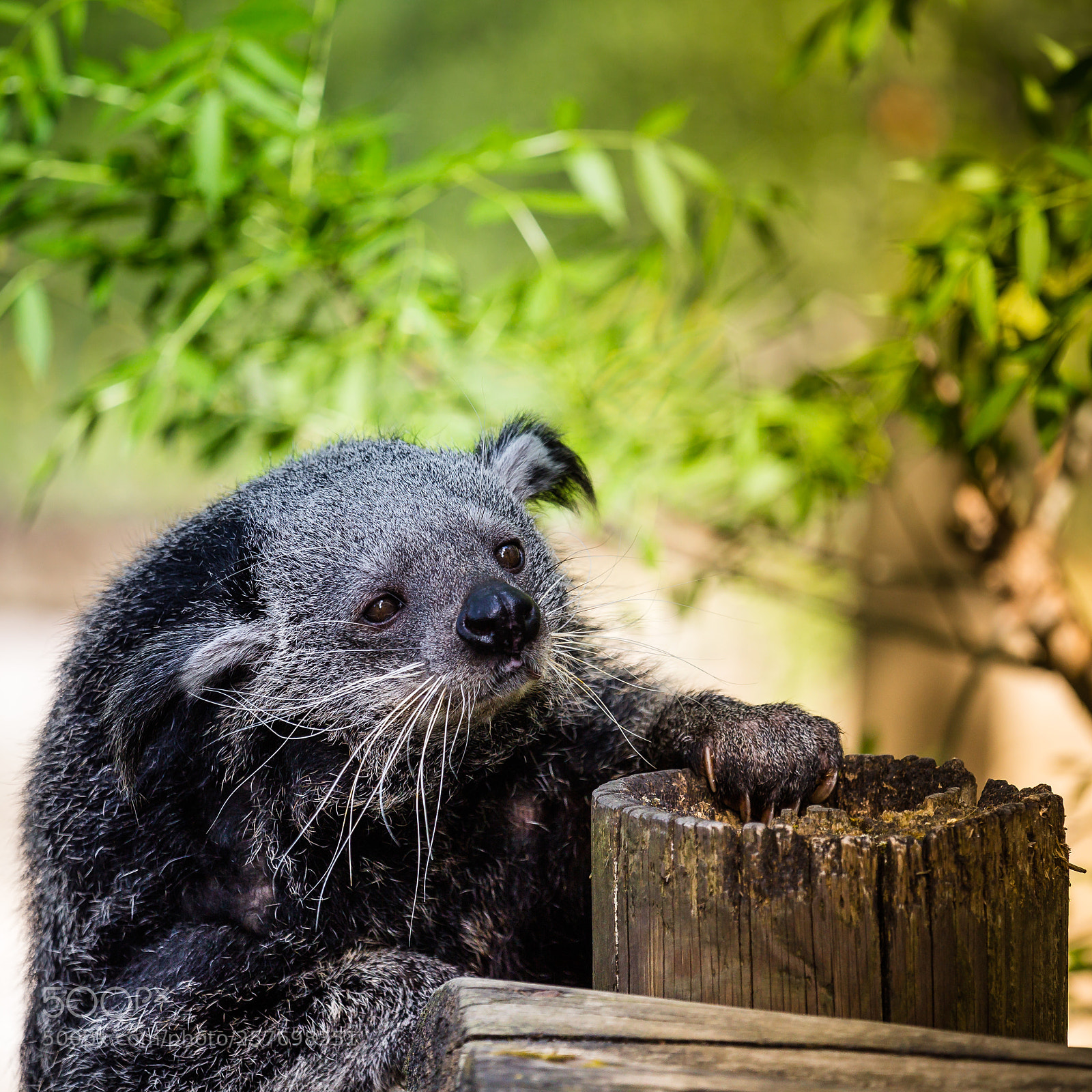 Canon EOS 6D sample photo. Binturong photography