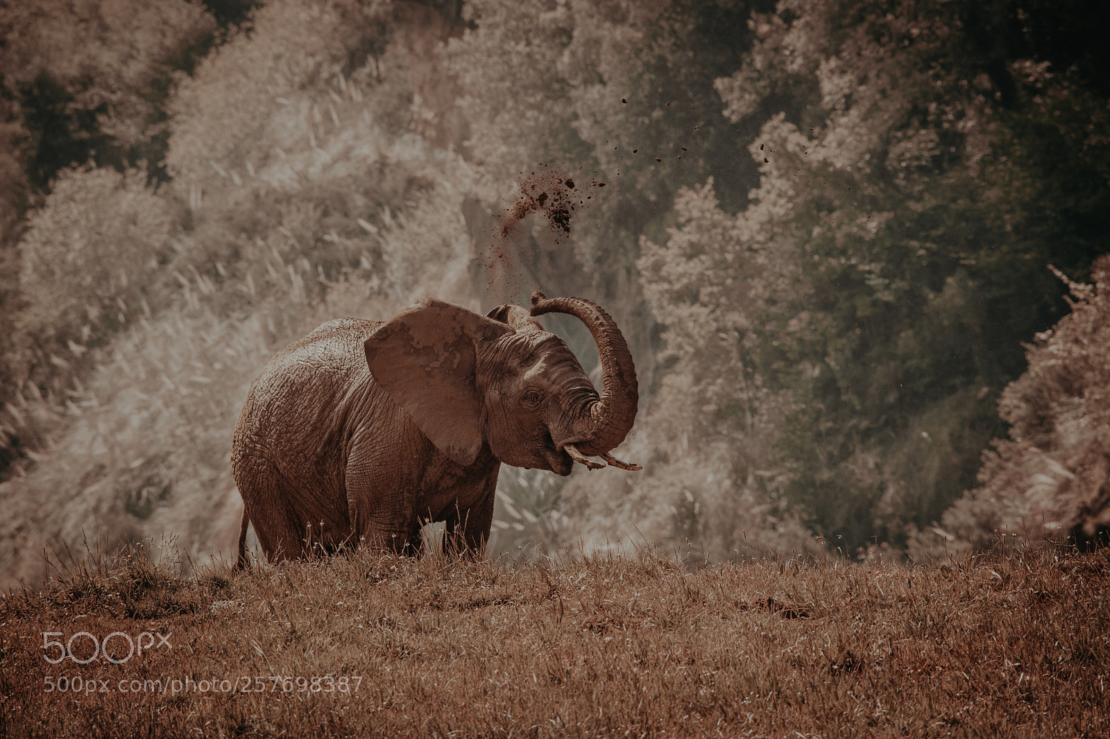 Canon EOS 6D Mark II sample photo. Loxodonta. photography