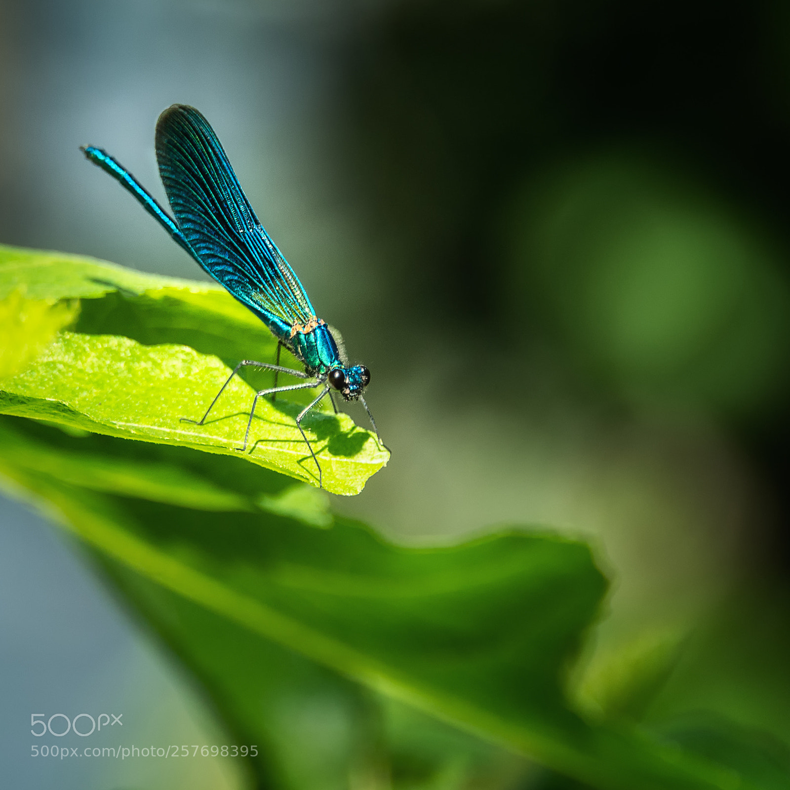 Nikon D800 sample photo. Naturschönheit photography