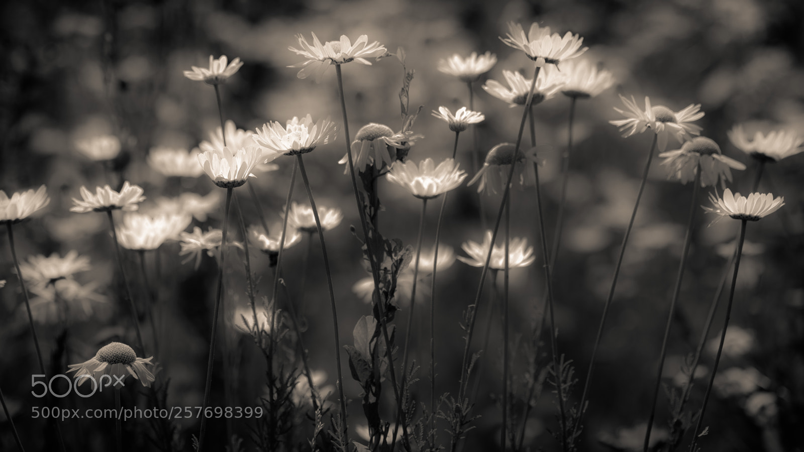 Canon EOS 6D sample photo. Daisies photography