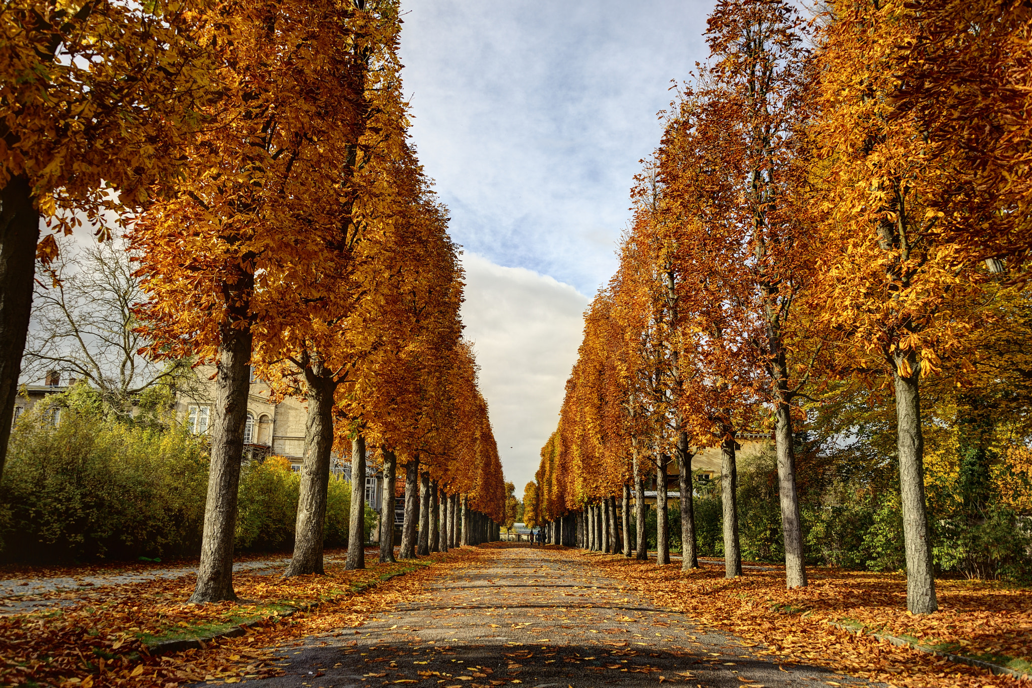 Nikon D600 sample photo. Colorful leaves in the sanssouci park photography