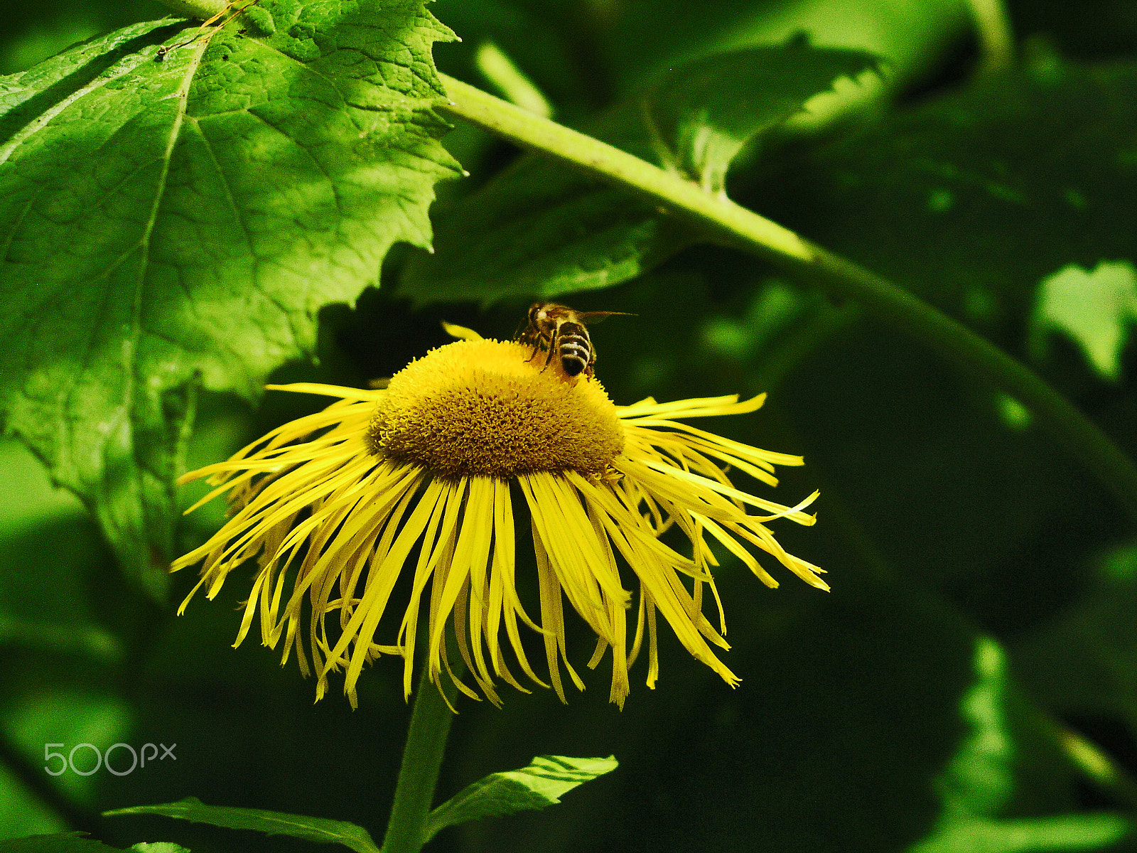 Olympus C5050Z sample photo. D'abeille photography