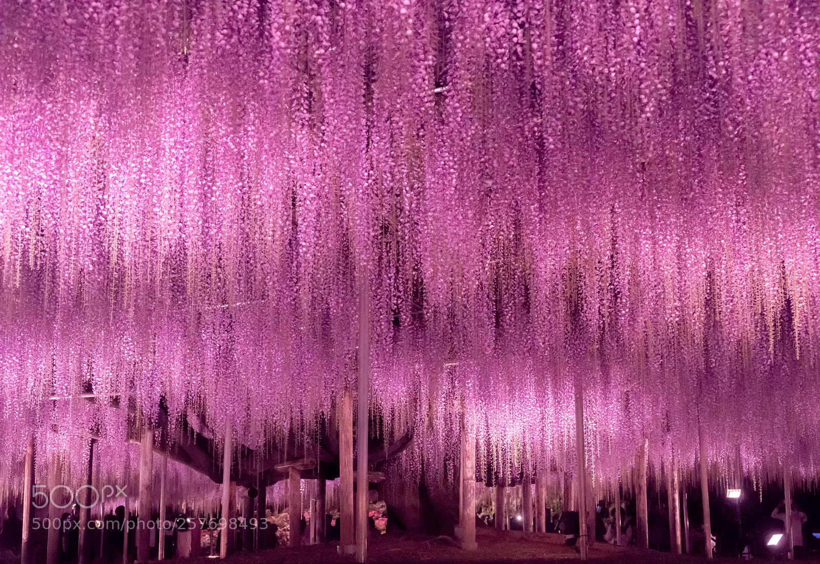 Sony a7 III sample photo. Wisteria illuminated photography