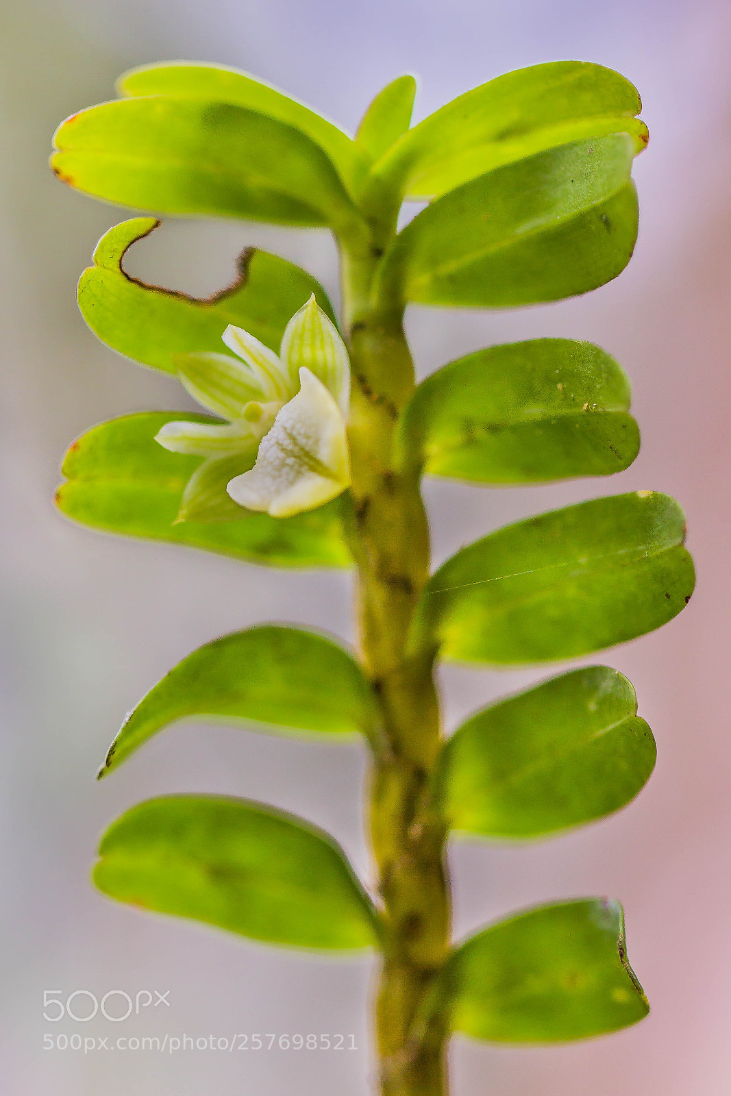 Canon EOS 60D sample photo. "dendrobium" photography