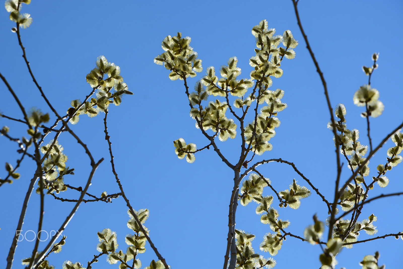 Nikon D7100 sample photo. Willow and sky photography