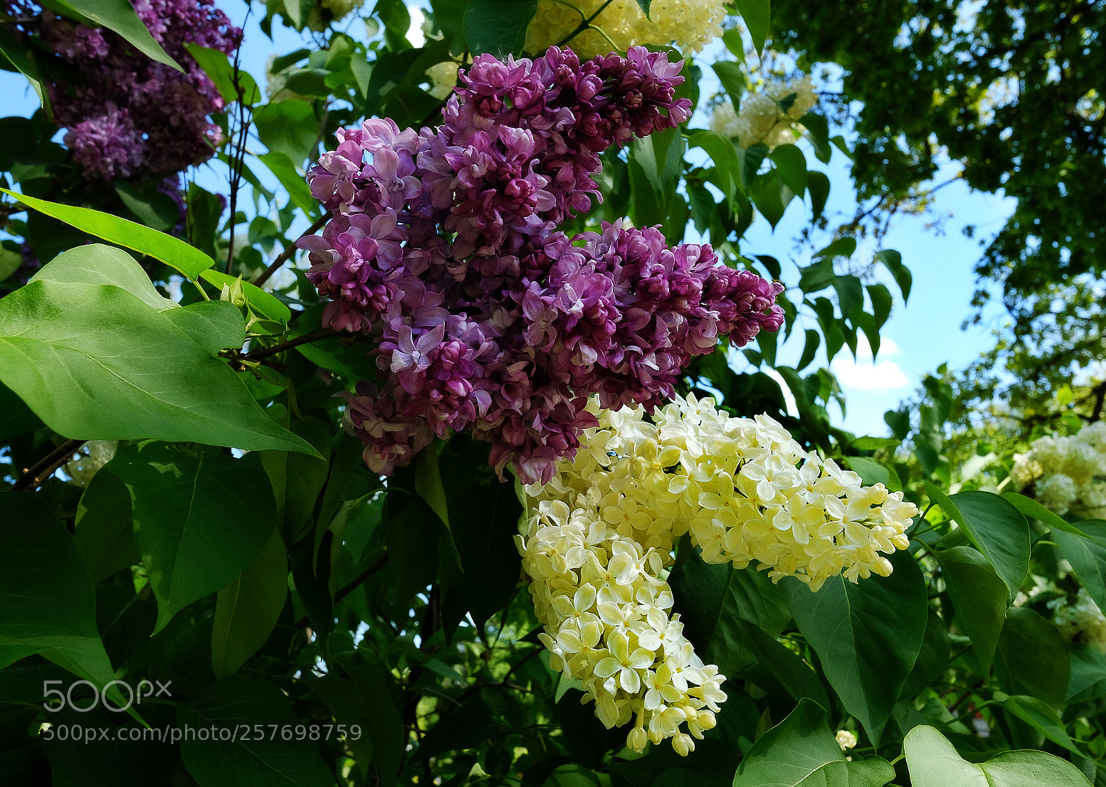 Fujifilm X-T20 sample photo. Lilac bloom of lilac photography