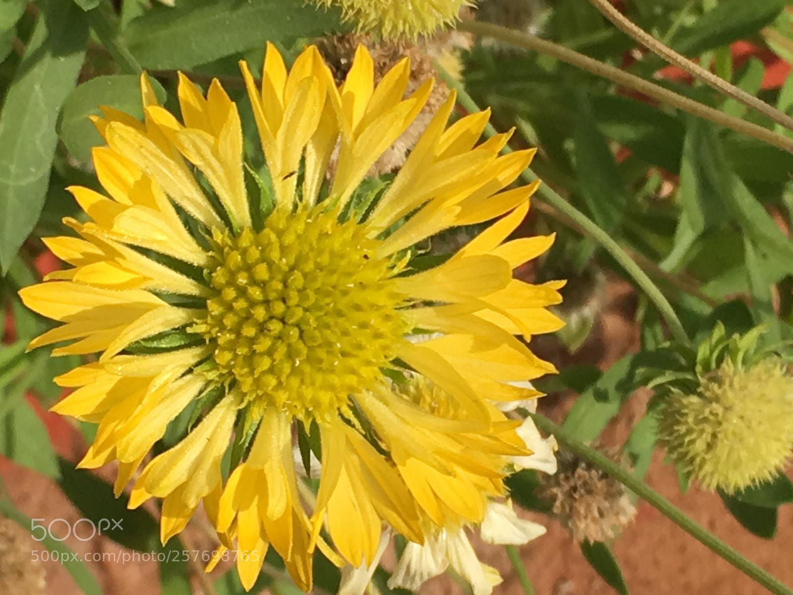 Apple iPhone SE sample photo. Flower pic photography