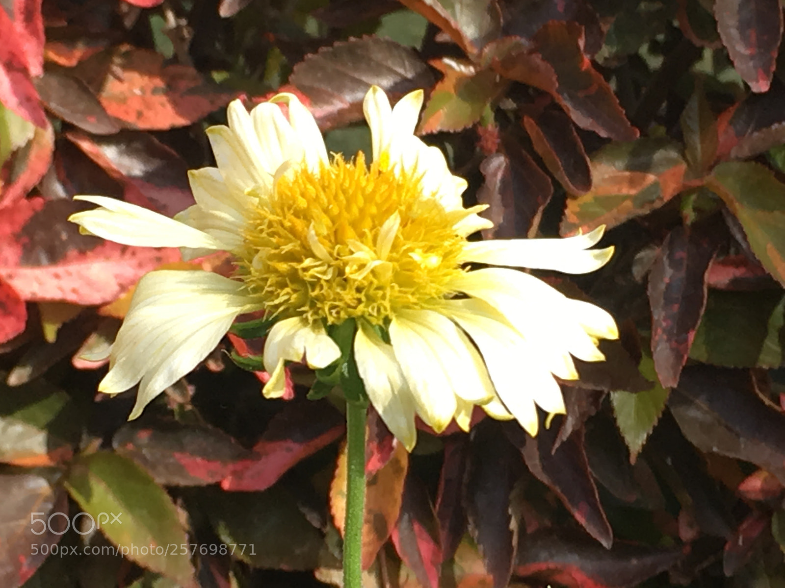 Apple iPhone SE sample photo. Flower pic photography