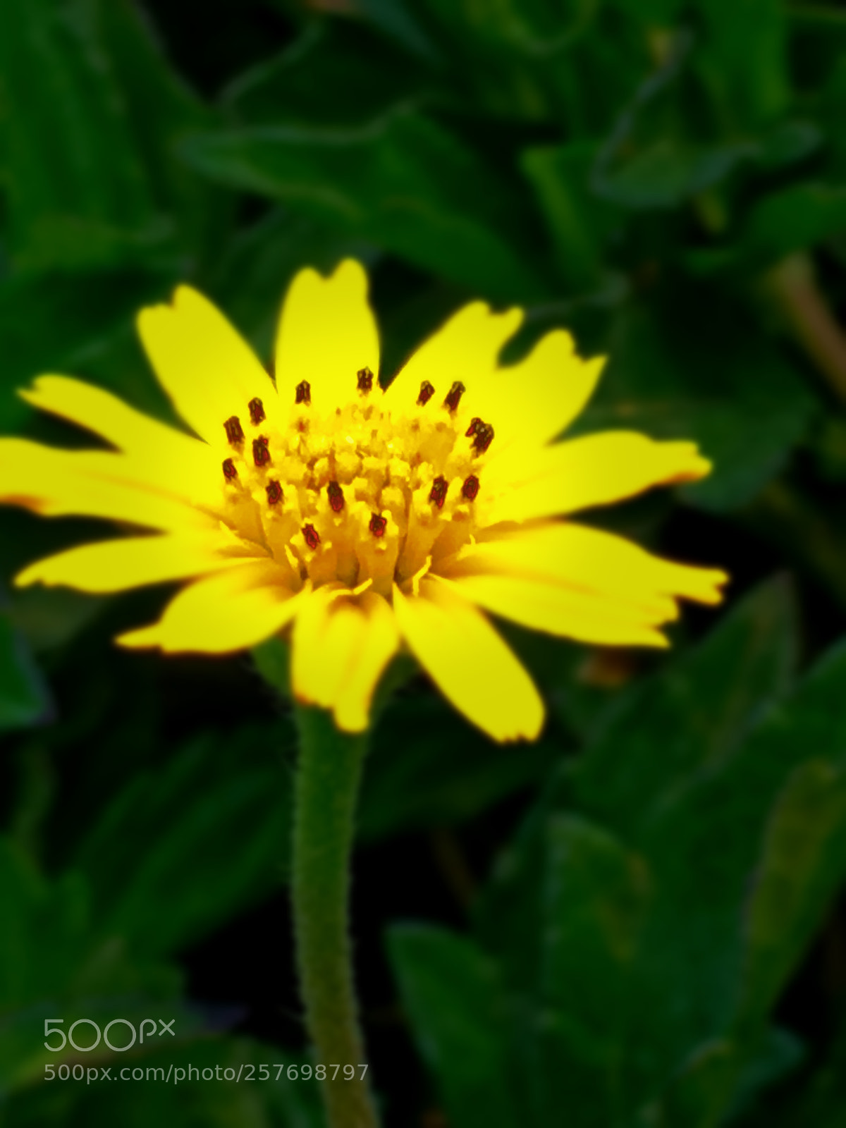 Apple iPhone SE sample photo. Flower pic photography