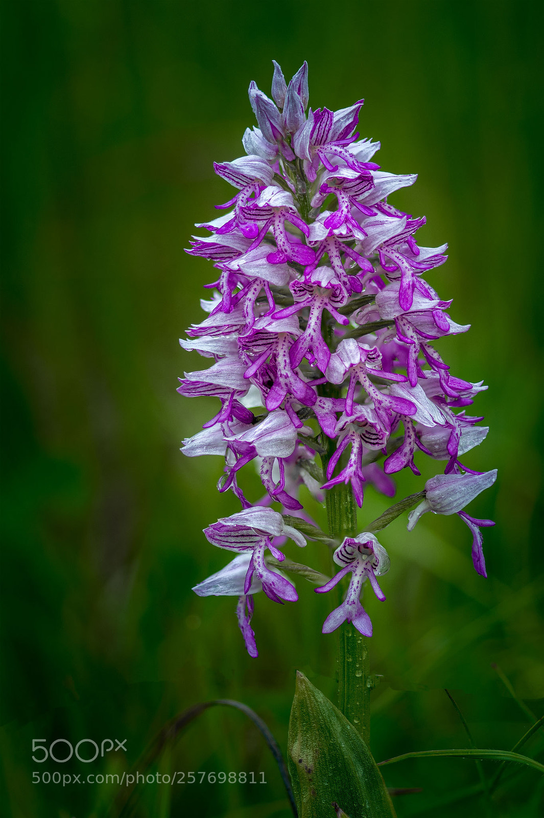 Nikon D500 sample photo. After the rain photography