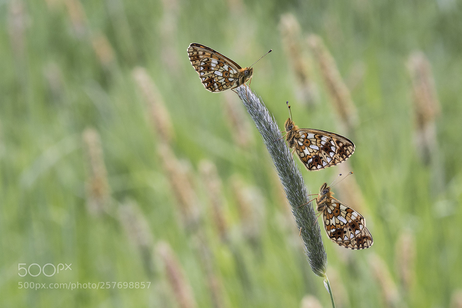 Canon EOS 7D Mark II sample photo. Trio butterfly photography