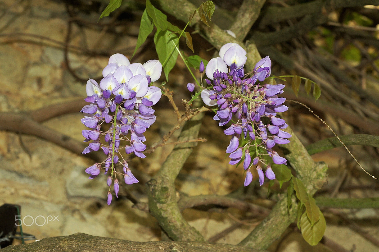 Sony Alpha DSLR-A550 + Minolta AF 50mm F3.5 Macro sample photo. Grappes jumelles photography