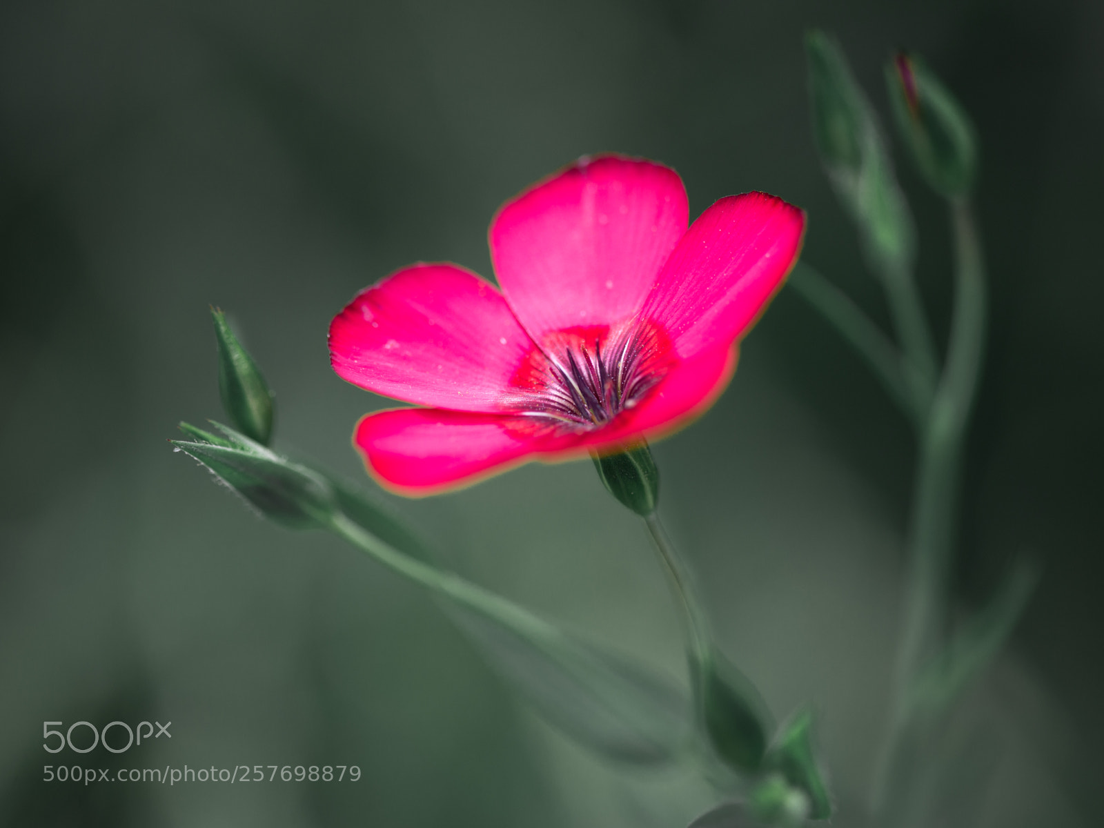 Canon EOS 6D sample photo. Red dot photography