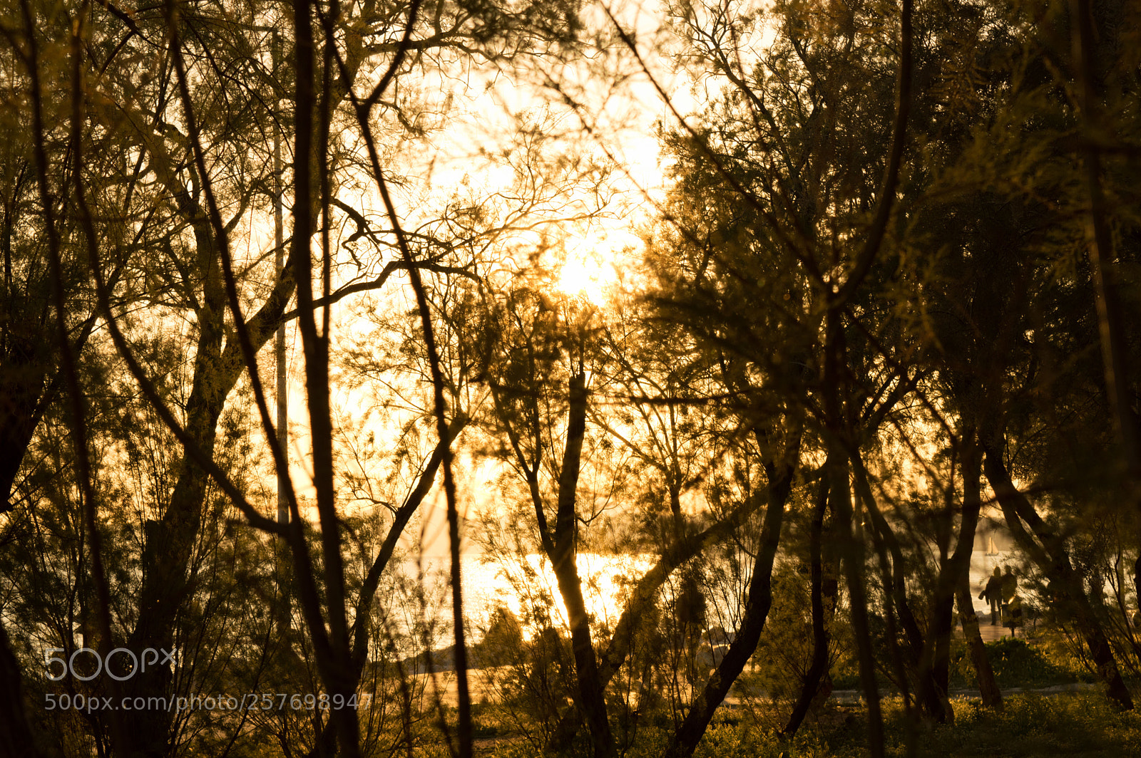 Nikon D3200 sample photo. Trees in golden hour photography