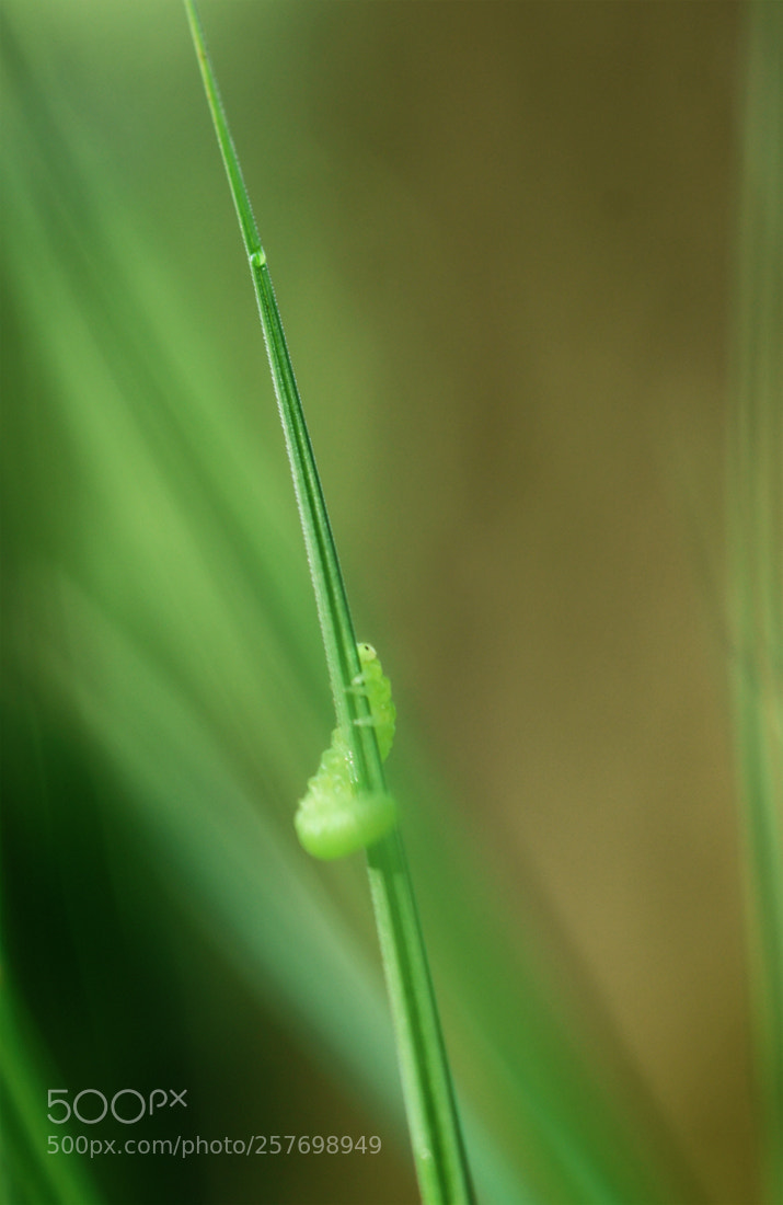 Sony ILCA-77M2 sample photo. Up for the drop photography