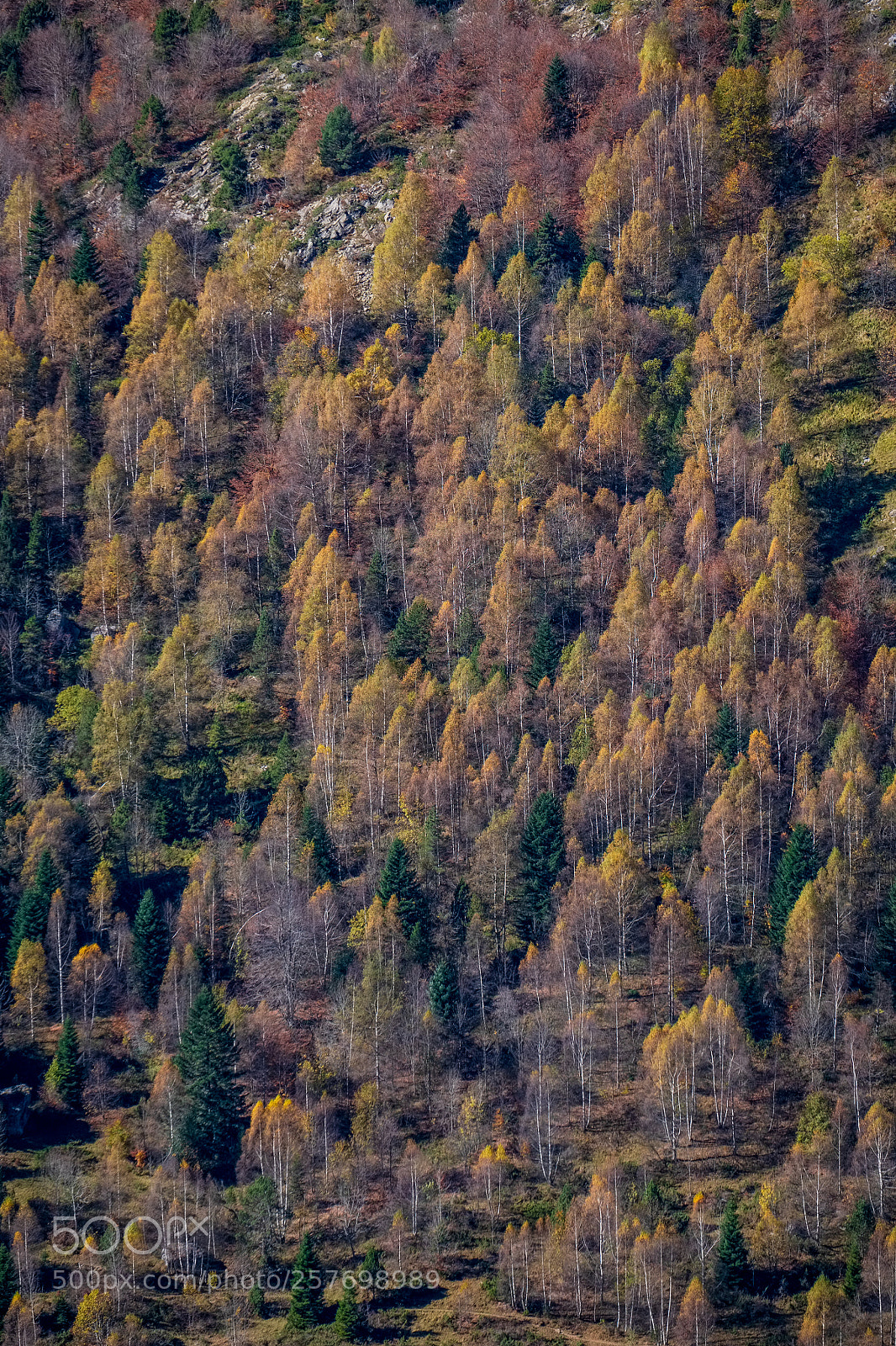 Fujifilm X-T2 sample photo. Mountain forest in fall photography