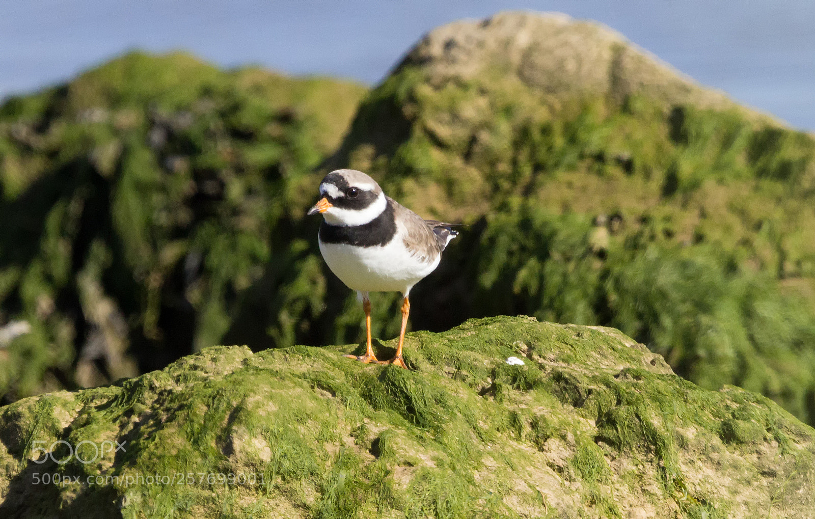 Canon EOS 600D (Rebel EOS T3i / EOS Kiss X5) sample photo. Charadrius hiaticula photography