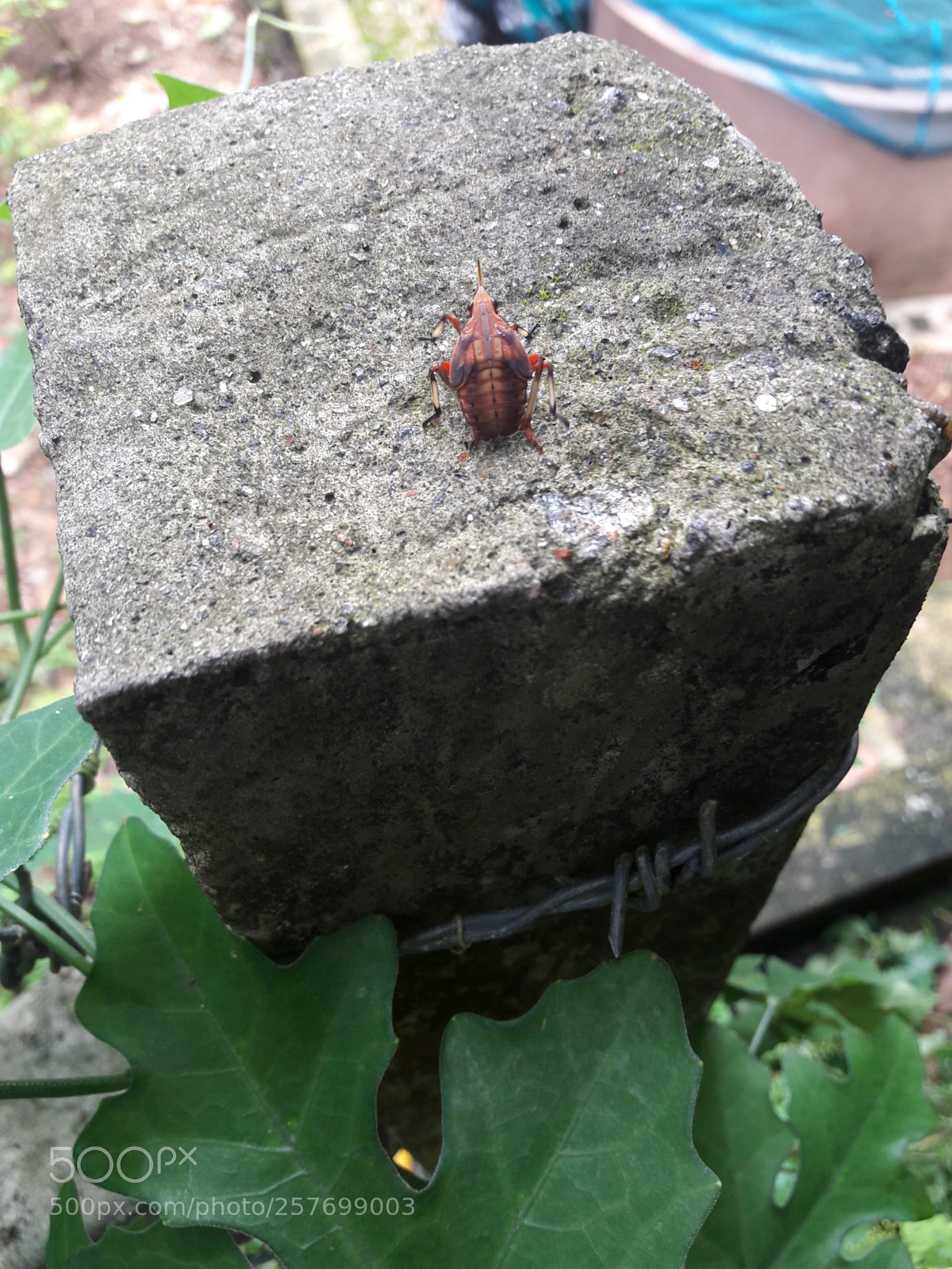 Samsung Galaxy A5(2016) sample photo. Untitled photography