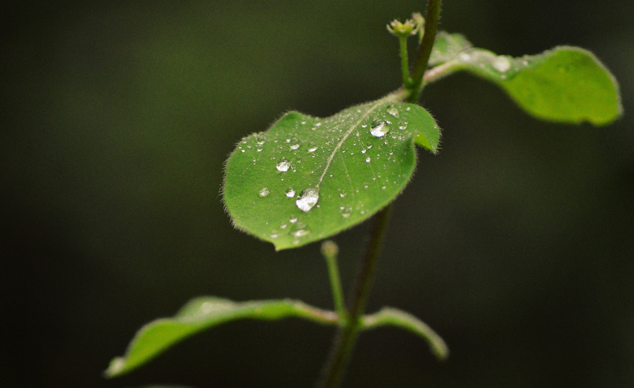 Nikon D3200 sample photo
