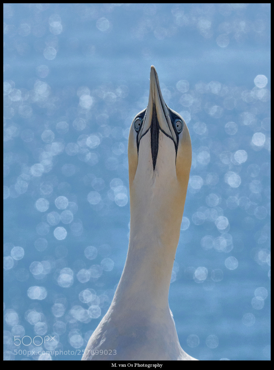 Canon EOS 7D Mark II sample photo. Northern gannet / jan-van-gent. photography