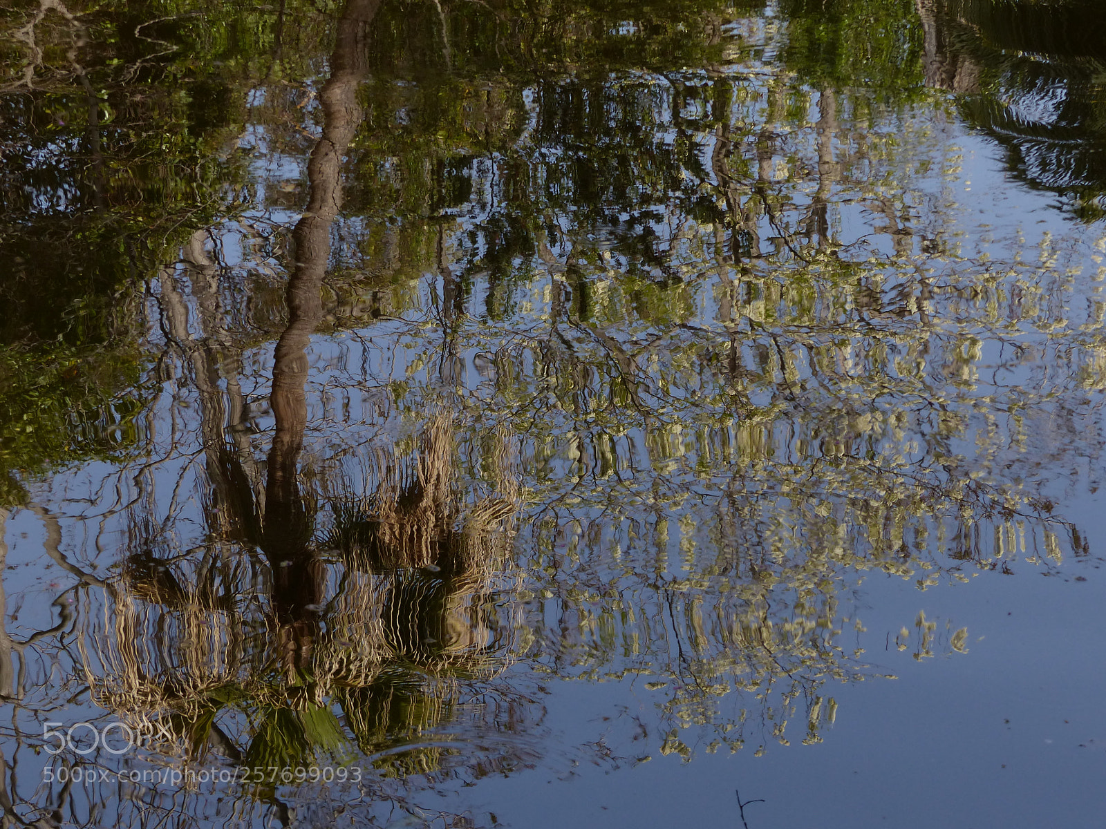 Panasonic Lumix DMC-FZ200 sample photo. Reflections in the pond photography