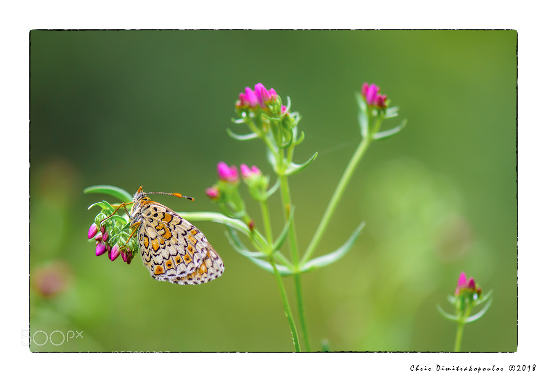 Nikon D7000 sample photo. ... photography