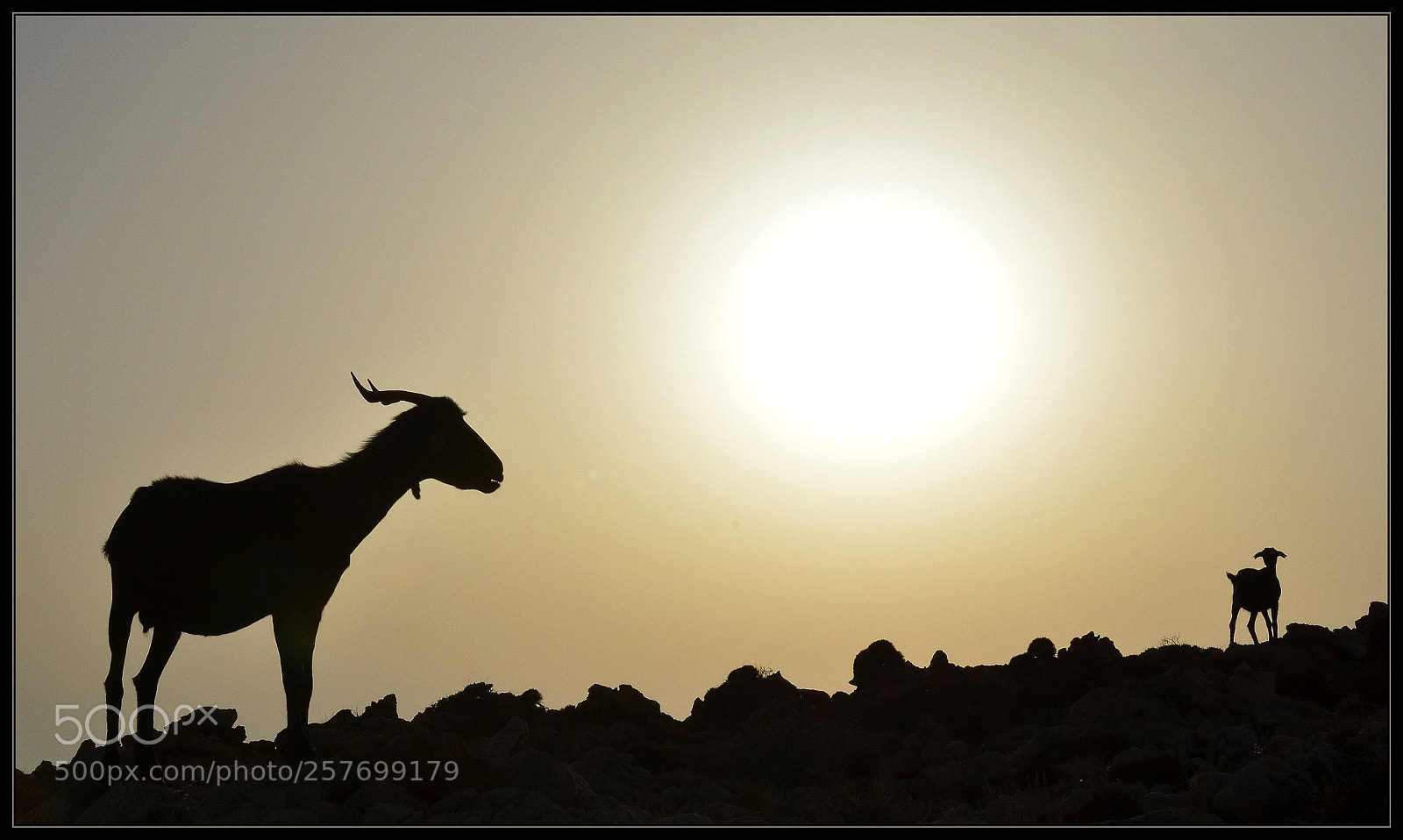 Nikon D5100 sample photo. Goats photography